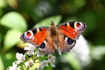 butterfly on a flower