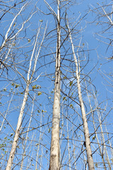 dry teak tree during the dry season