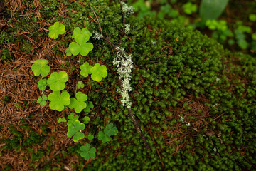 Wood sorrel (Oxalis acetosella) and moss. Green shamrocks closeup.