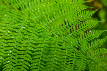 Green leaf fern closeup. Perfect for a natural background.