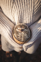 Hedgehog picture