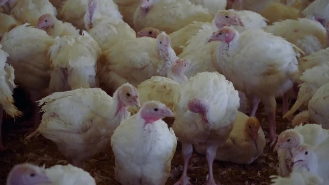 Poultry farm for growing broiler turkeys. Premises at poultry farm for growing broiler turkeys.