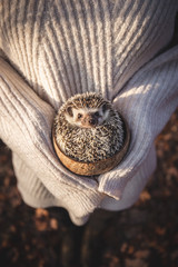 Cute hedgehog picture