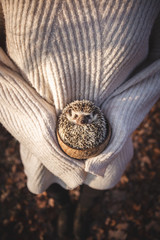 Cute hedgehog pet portrait