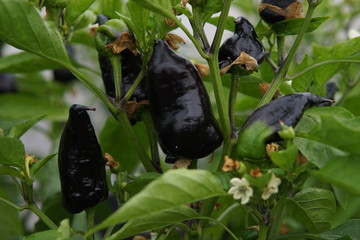 Hot Pepper Mamba Red F1