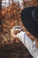 Cute hedgehog picture