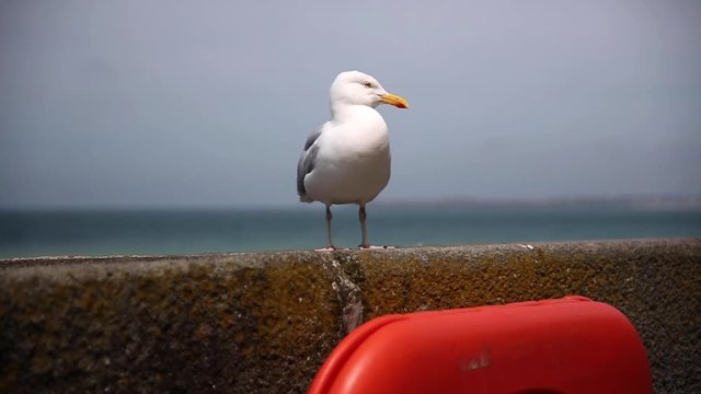 Seagull sitting on a wall in front of the beach, next to a lifebelt, St. Malo, France