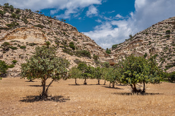 Yellow field with olive trees in Agio Farango gorge.