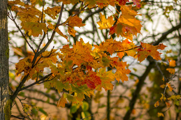 golden colored autumn leaves in nature