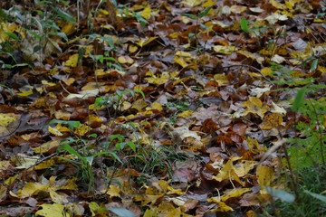 北海道阿寒湖畔