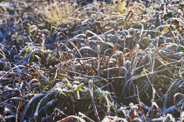 Grass covered with ice crystals in the morning sun
