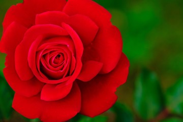 Close up beautiful full blooming red rose with blurred green leave background.