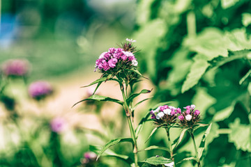 Chabot clove photographed close-up in a summer garden.