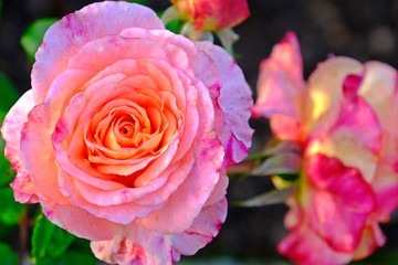 Close up beautiful full blooming multi-colored pink rose.