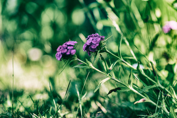 Chabot clove photographed close-up in a summer garden.