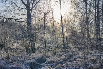 Beautiful winter landscape with trees covered with ice crystals