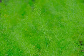 Close up Dill herb in the garden.