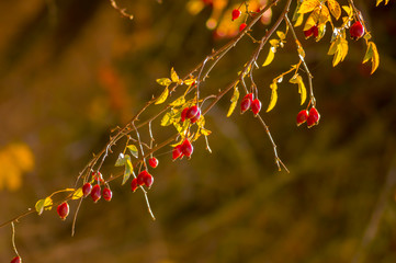 golden colored autumn leaves in nature
