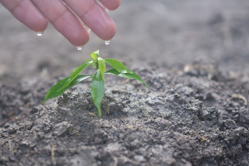 People growing tree,Watering plants and planting trees