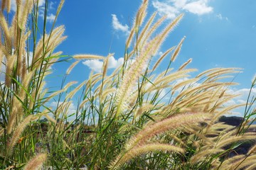 Naklejka premium Feather grass field against blue sky background for nature and environment concept