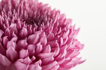 close up view of purple chrysanthemum isolated on white