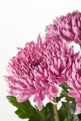 Naklejka premium purple chrysanthemum flowers isolated on white