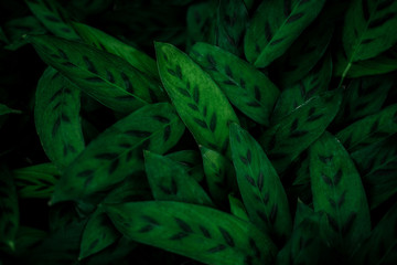 Naklejka na ściany i meble tropical leaves, dark green foliage in jungle, nature background
