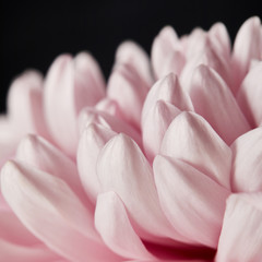 close up view of pink chrysanthemum petals isolated on black