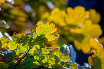 golden colored autumn leaves in nature