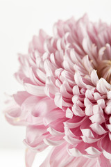 close up view of pink chrysanthemum isolated on white