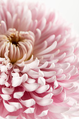 Close up view of pink chrysanthemum isolated on white