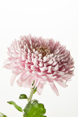 pink chrysanthemum isolated on white