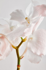 Fototapeta na wymiar close up view of natural beautiful orchid flowers on branch isolated on white