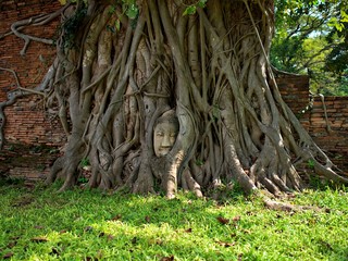 The Buddha statue head and the banyan tree that grow over it in Ayutthaya, Thailand
