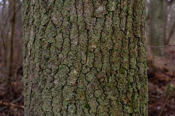 The bark of an old tree. Wood bark texture. Background photo with place for text.