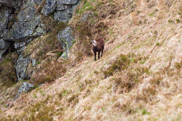 Chamois in High Tatras National Park