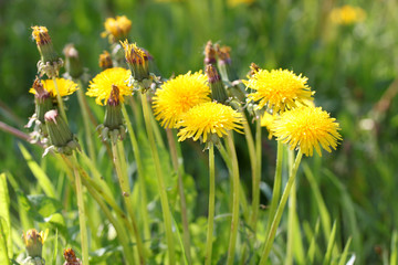 yellow dandelions in a meadow