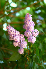 Branch of blossoming purple lilac