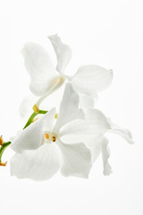 beautiful orchid flowers on branch isolated on white