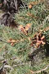 In vicinity of Ryan Mountain of Joshua Tree National Park grows the Single Leaf Pinyon, Pinus Monophylla, native Pine tree of the Southern Mojave Desert.
