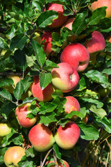Red apples fruit on tree