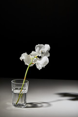 branch of white orchid flowers in glass on black background