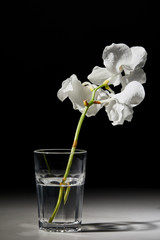 white orchid flower in glass on black background