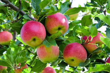 Red apples fruit on tree
