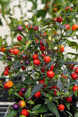 Red Hot chilli peppers - purple leaves