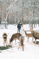 Fototapeta na wymiar A woman dressed in a wedding dress and man in winter suit standing behind wild deer herd. Winter forest on the background, winter wedding