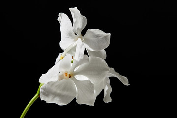 Fototapeta na wymiar white orchid flowers isolated on black