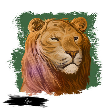 Tigon animal watercolor portrait in closeup. Animalistic drawing of tigon, hybrid mammal. Wild car of feline family predator with furry coat. Felidae hunter carnivore creature digital art illustration