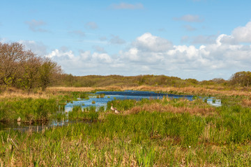 Small lake with reeds and two geese