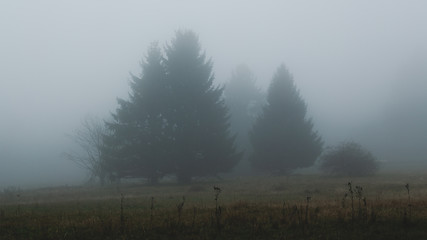 Obraz na płótnie Canvas fir trees on foggy field